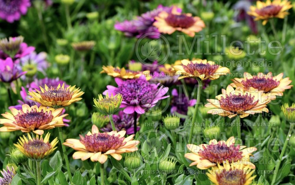 Osteospermum (African Daisy, Cape Daisy) 2