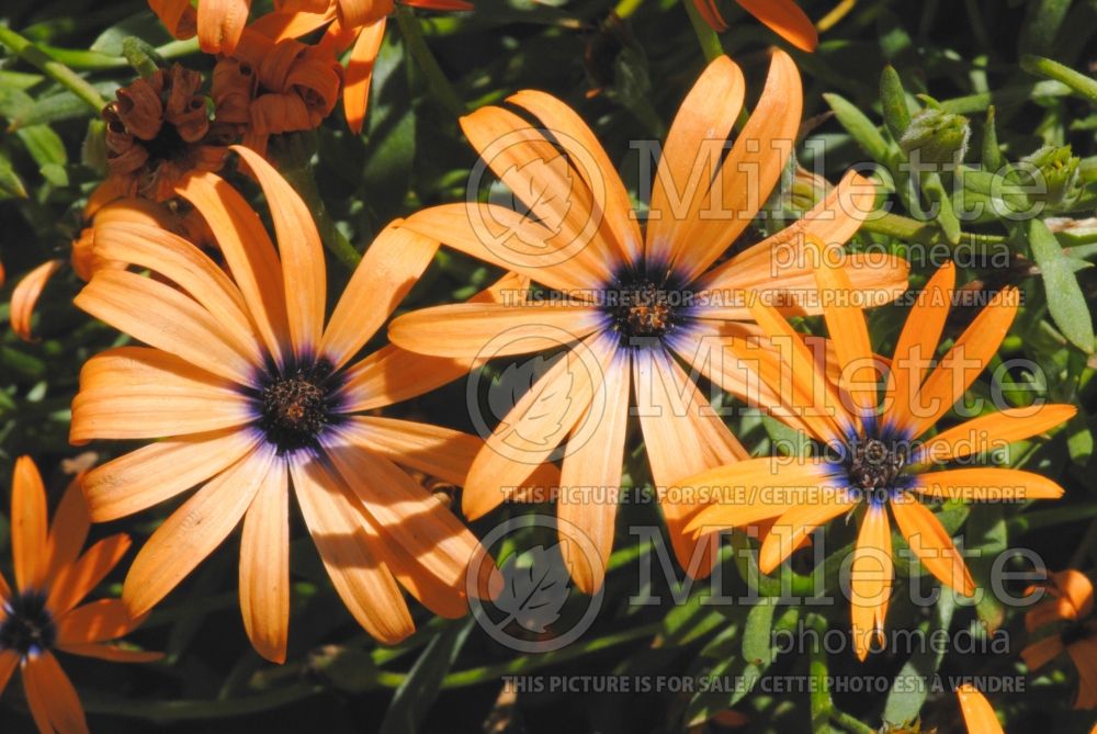 Osteospermum Orange Symphony (African Daisy, Cape Daisy) 1 