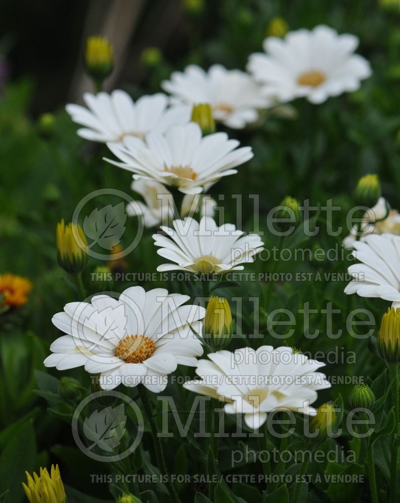 Osteospermum Akila Daisy White (African Daisy, Cape Daisy) 1 