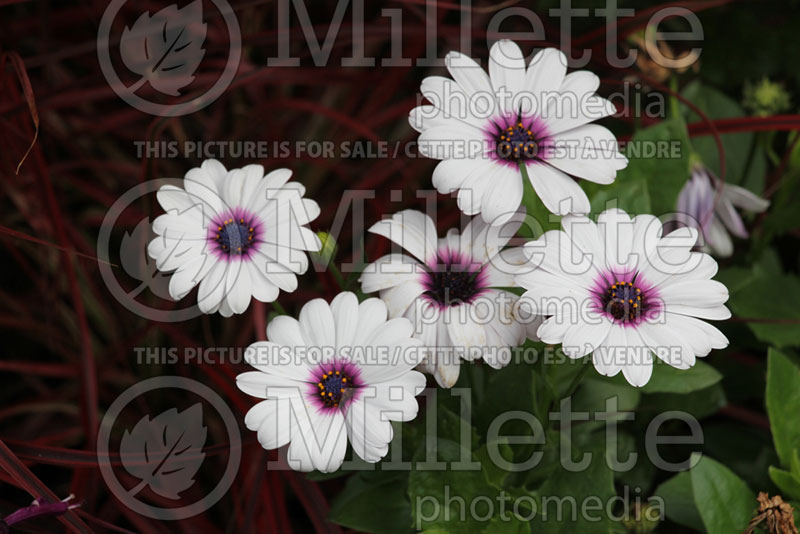 Osteospermum Akila White Purple Eye (African Daisy, Cape Daisy) 1 