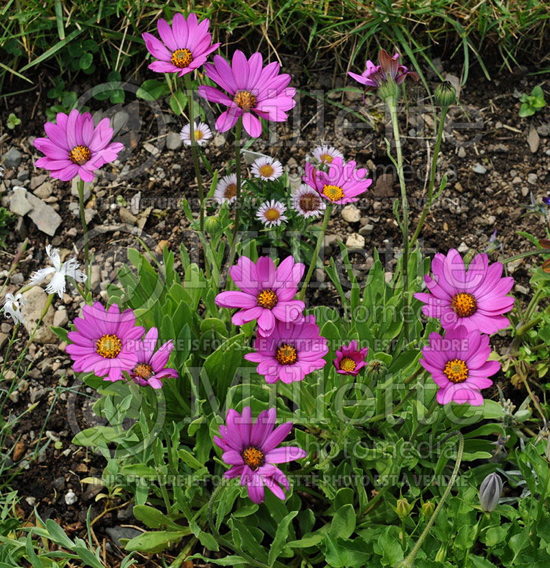 Osteospermum barberiae (Daisy) 1  