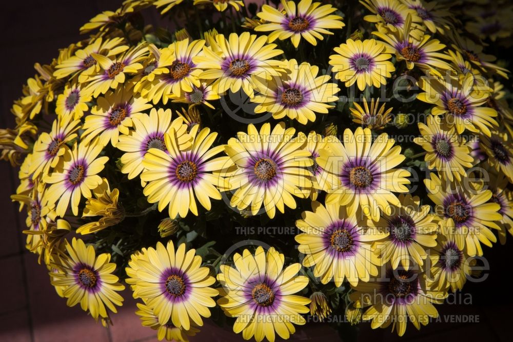 Osteospermum Serenity Blue Eyed Beauty (African Daisy, Cape Daisy) 2 