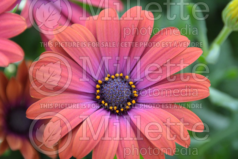 Osteospermum Ostica Bronze (African Daisy, Cape Daisy) 1 