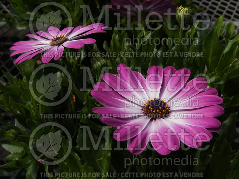 Osteospermum Margarita Pink Flare (African Daisy, Cape Daisy) 1 