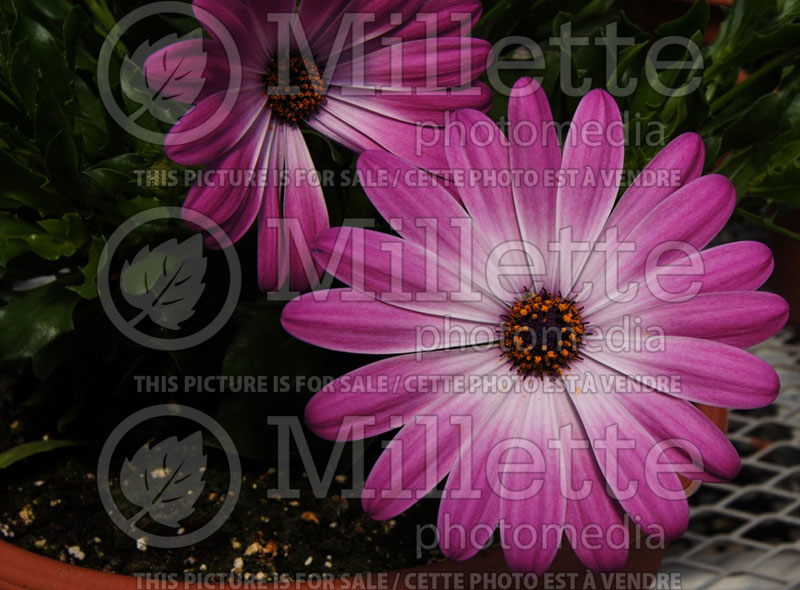 Osteospermum Margarita Pink Flare (African Daisy, Cape Daisy) 3 