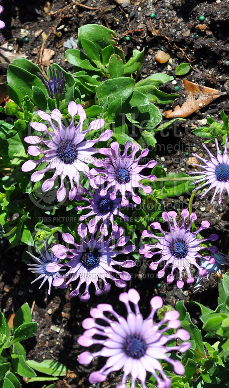 Osteospermum Namagua (African Daisy, Cape Daisy) 2 