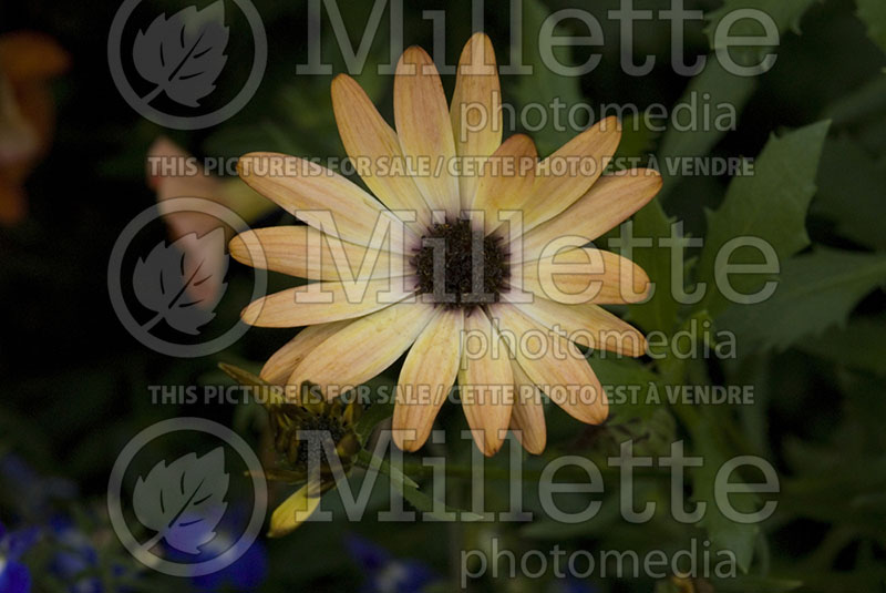 Osteospermum Side Show Copper Yellow (Daisy) 1