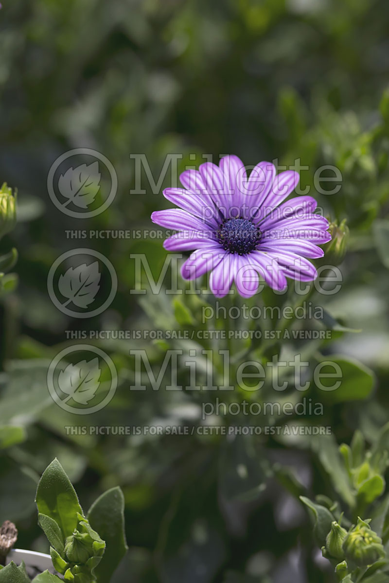 Osteospermum Soprano Purple (African Daisy, Cape Daisy) 1 