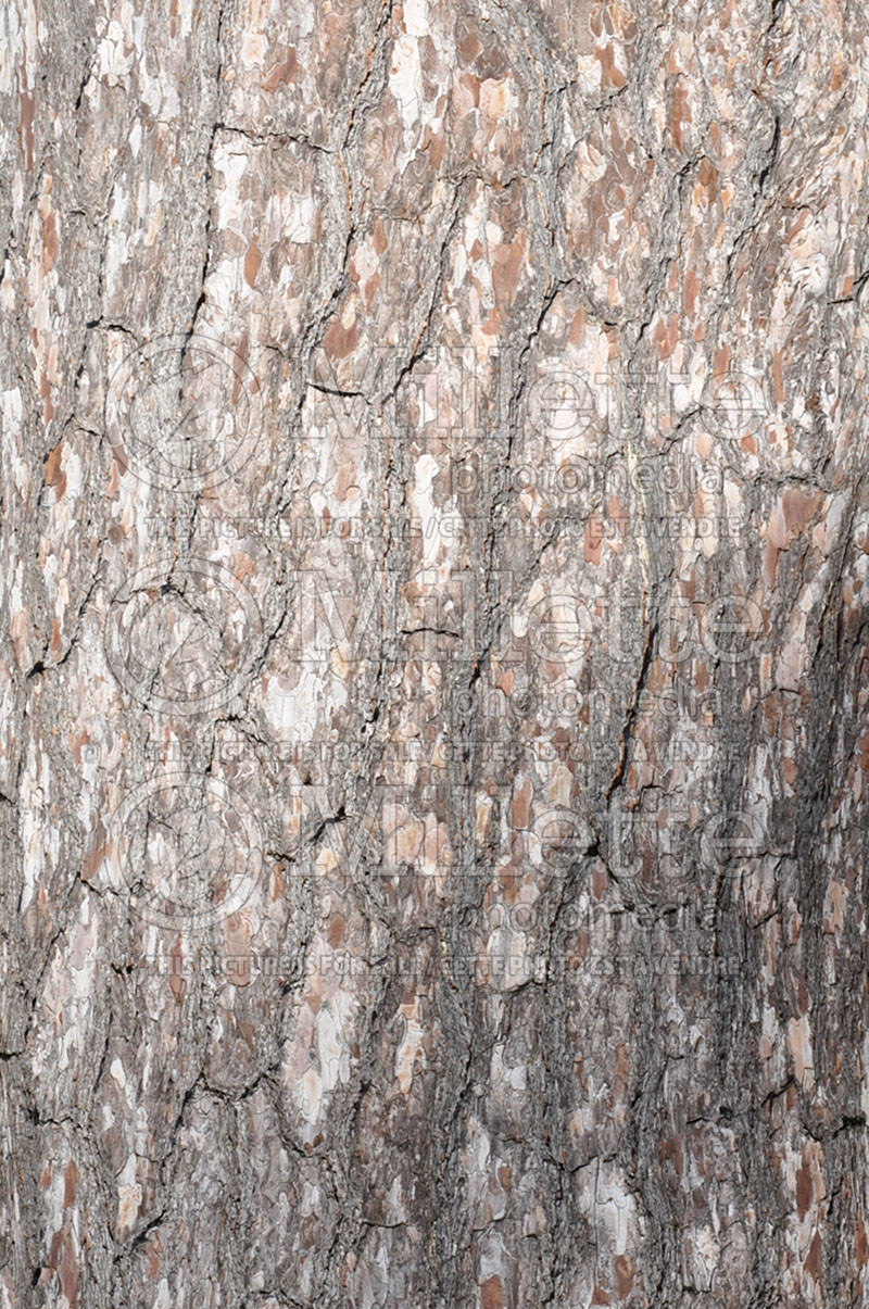 Ostrya virginiana - bark (Hophornbeam)  4