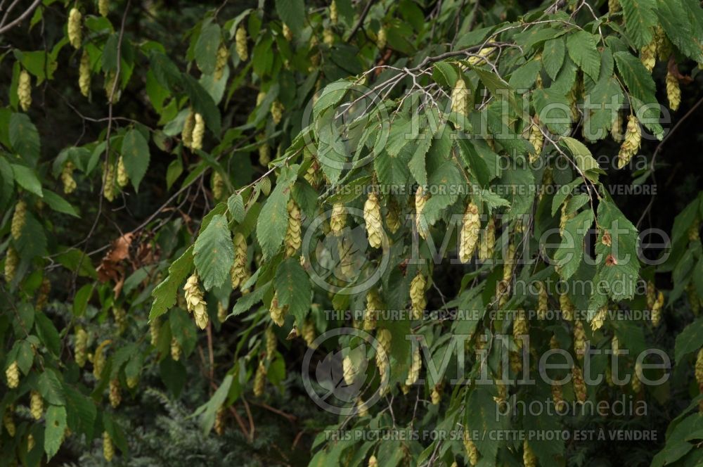 Ostrya virginiana (Hophornbeam) 2 