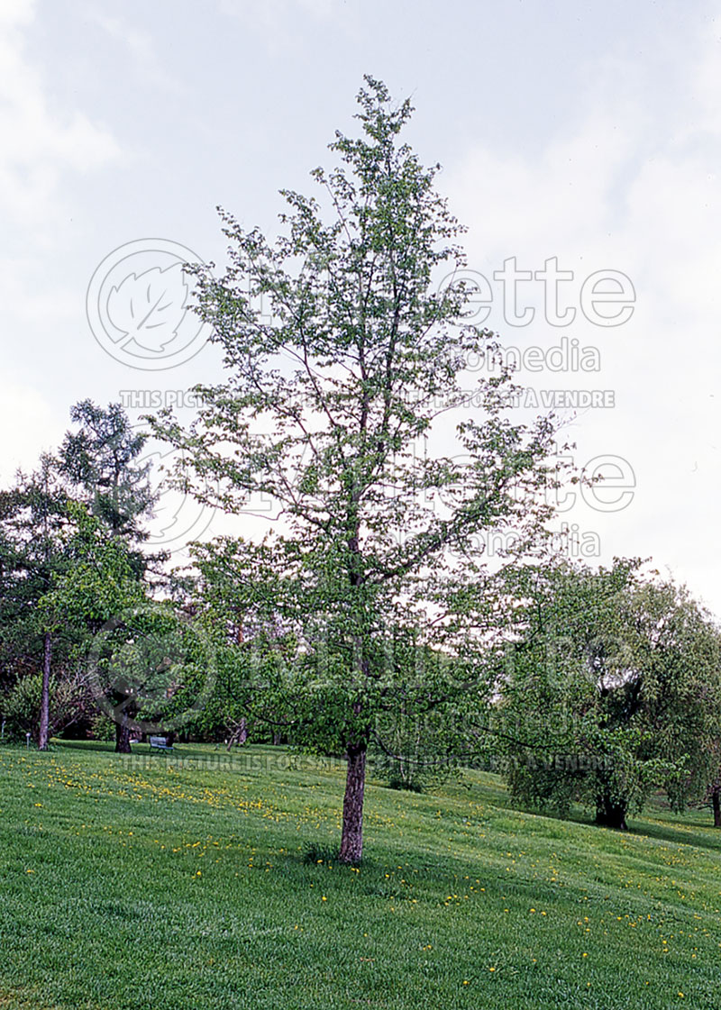 Ostrya virginiana (Hophornbeam) 6 