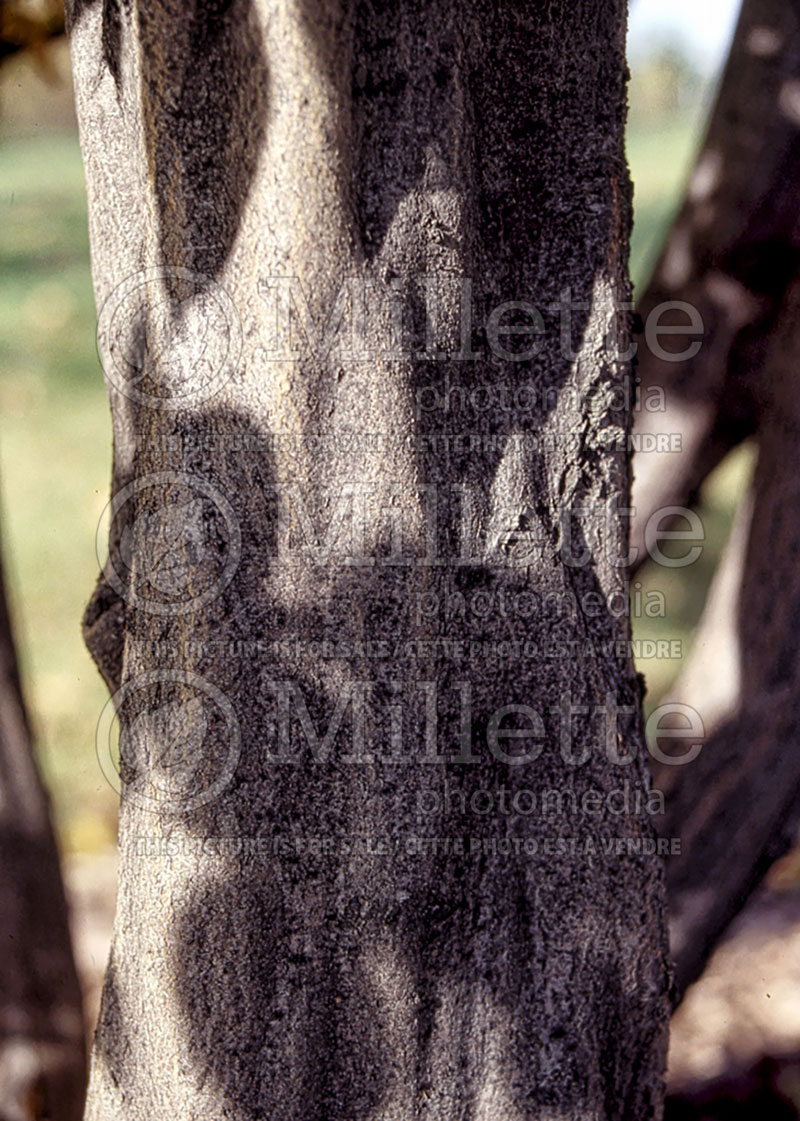 Ostrya virginiana - bark (Hophornbeam) 7