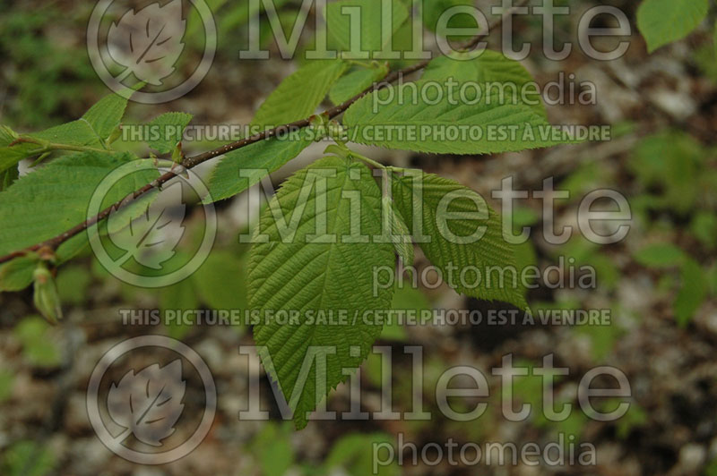 Ostrya virginiana (Hophornbeam) 9 