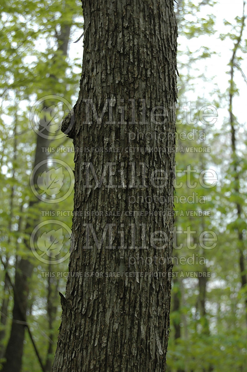 Ostrya virginiana - bark (Hophornbeam) 8 