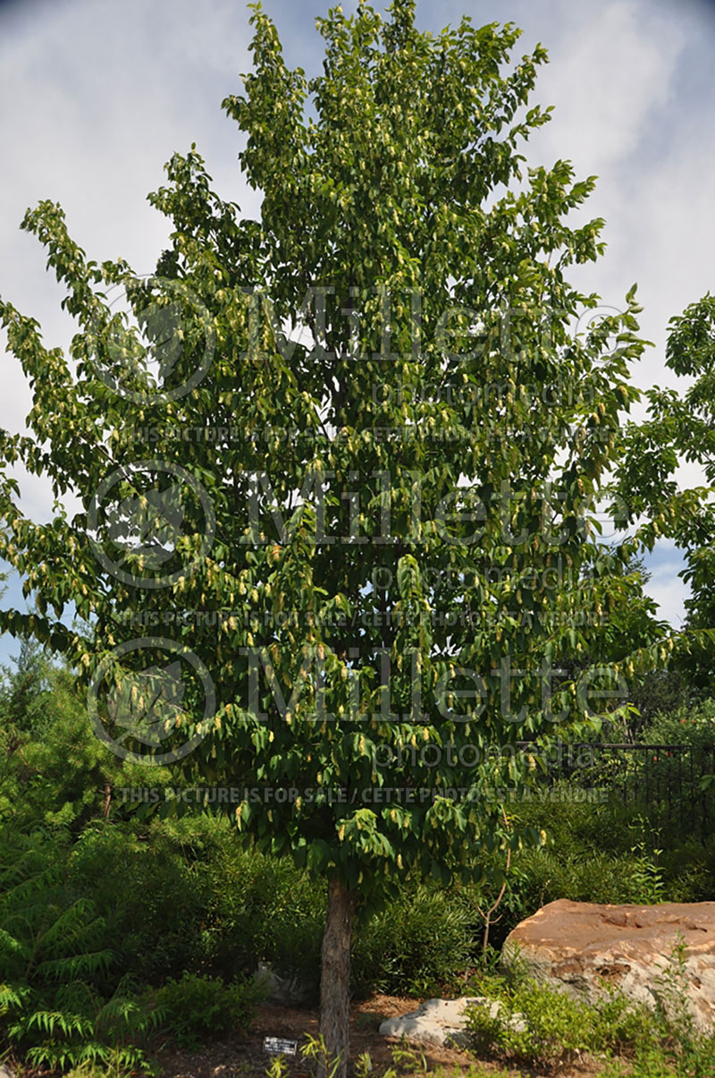 Ostrya virginiana (Hophornbeam) 10 