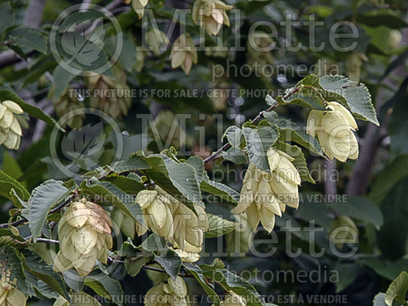 Ostrya virginiana (Hophornbeam) 15 