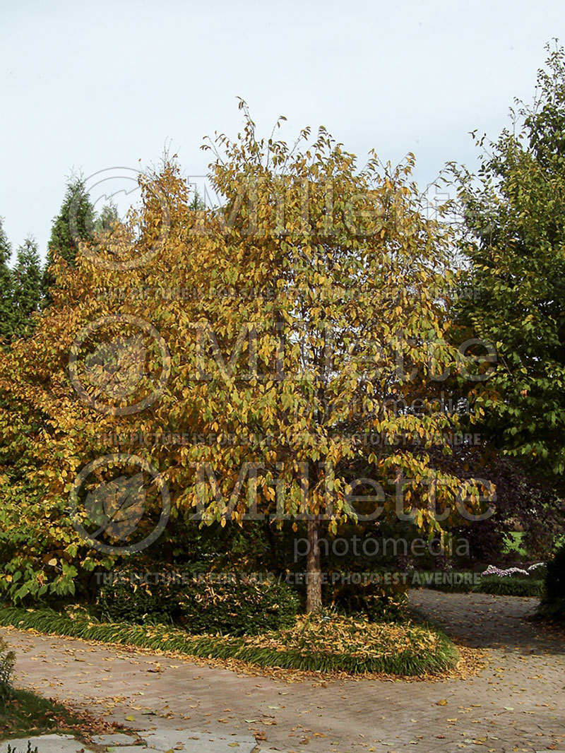 Ostrya virginiana (Hophornbeam) 12 