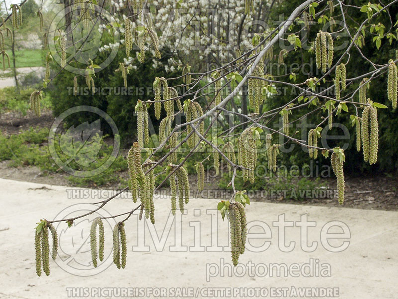 Ostrya virginiana (Hophornbeam) 14 