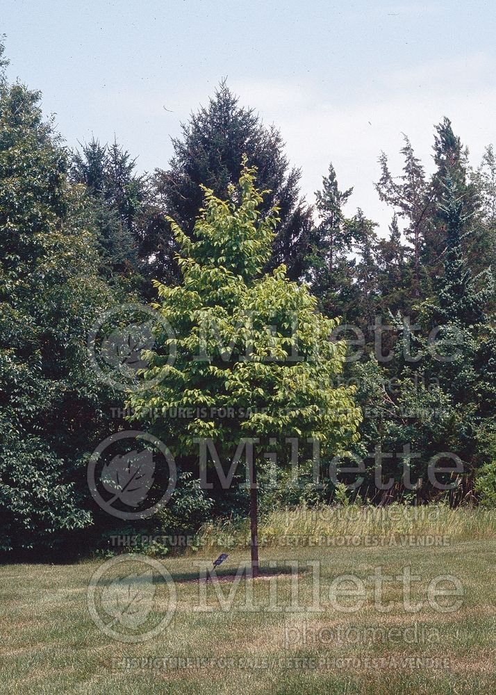 Ostrya virginiana (Hophornbeam) 16 