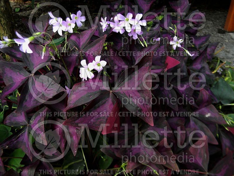 Oxalis Atropurpurea (Shamrock) 1 