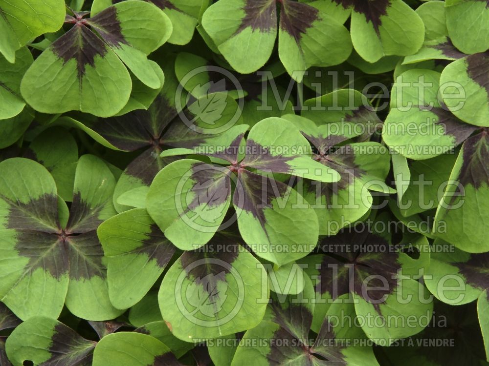 Oxalis Iron Cross (Volcanic Sorrel,) 1