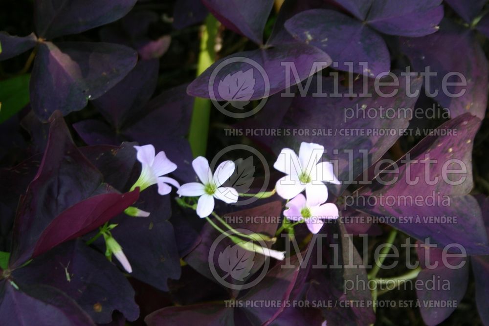 Oxalis triangularis (woodsorrel) 1 