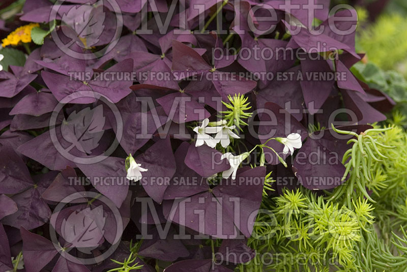 Oxalis Charmed Wine (Shamrock)  1