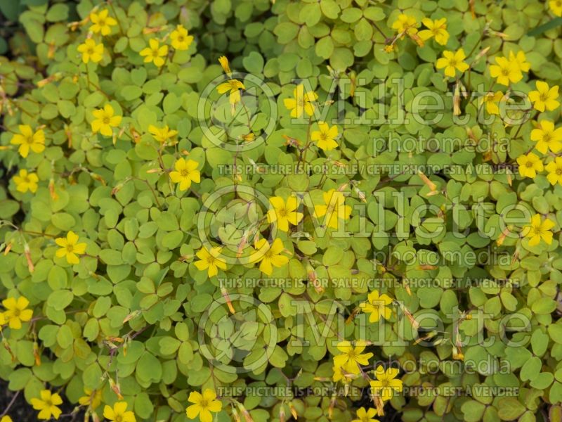 Oxalis Molten Lava (Volcanic Sorrel,) 1