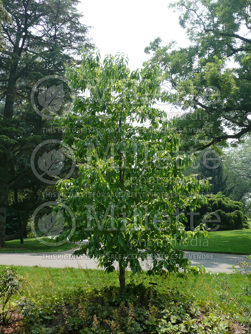 Oxydendrum arboreum (Sourwood or sorrel tree) 11