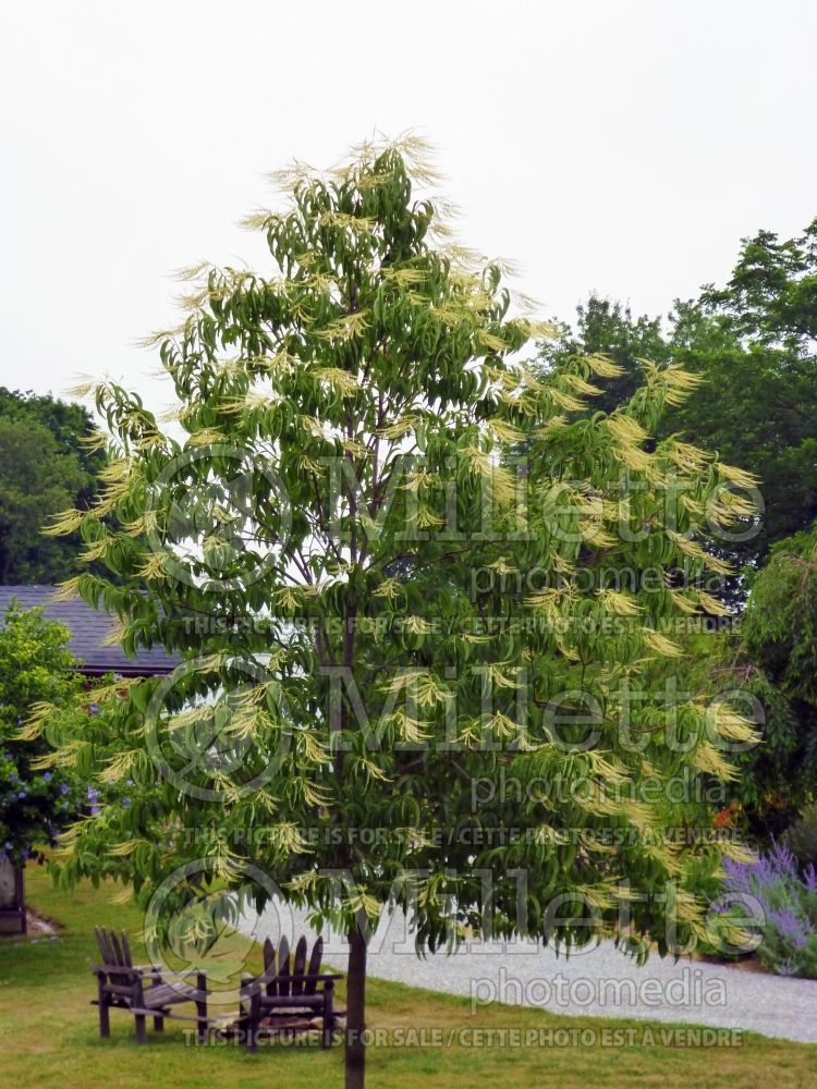 Oxydendrum arboreum (sourwood) 14