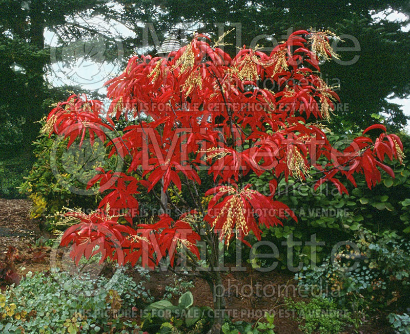 Oxydendrum arboreum (Sourwood or sorrel tree) 3 