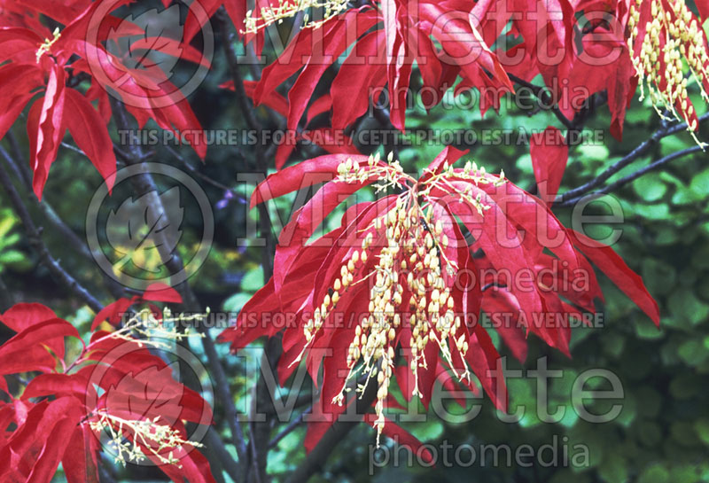 Oxydendrum arboreum (Sourwood or sorrel tree) 6 