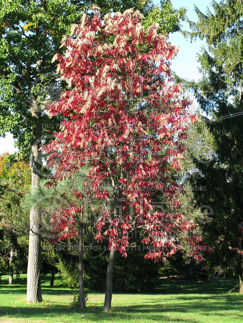 Oxydendrum arboreum (Sourwood or sorrel tree) 5 