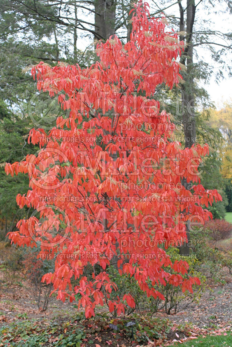 Oxydendrum arboreum (Sourwood or sorrel tree) 4 