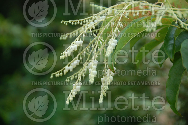 Oxydendrum arboreum (Sourwood or sorrel tree) 10