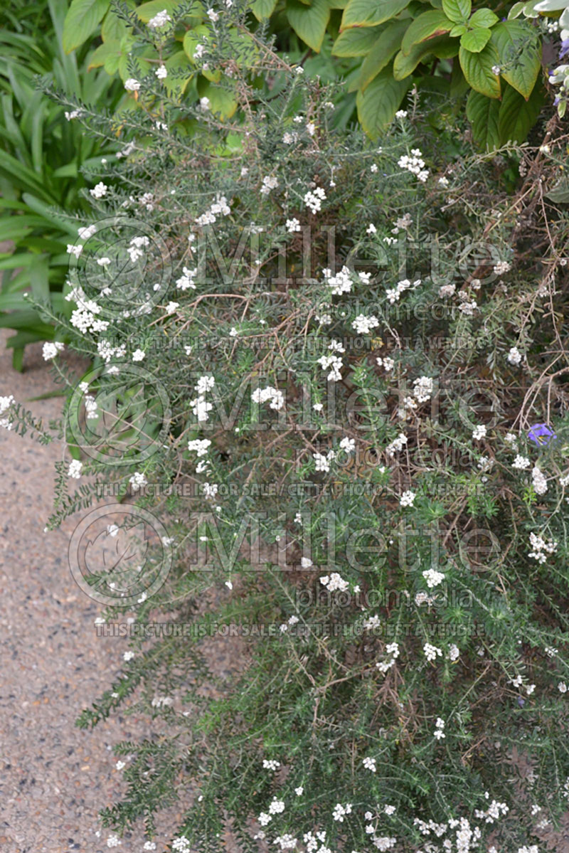 Ozothamnis Radiance (Rice Flower) 1 