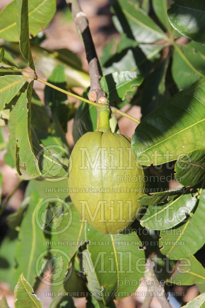 Pachira aquatica (Guiana chestnut ) 2 