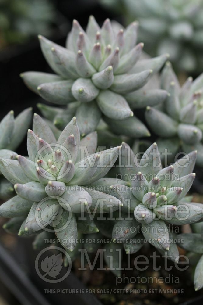 Pachyphytum compactum (Pachyphytum) 1 