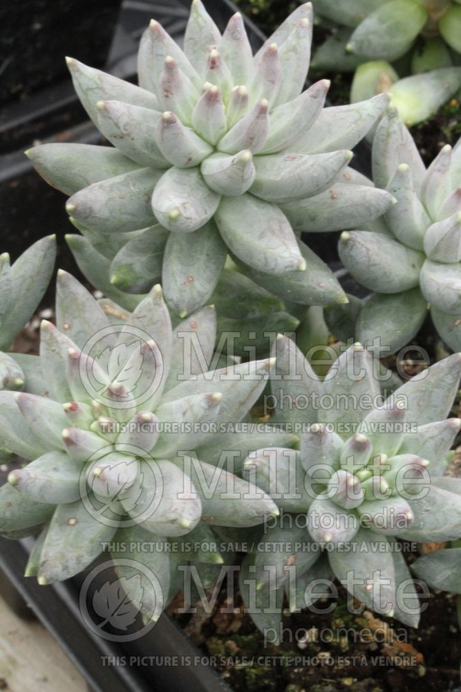 Pachyphytum compactum (Pachyphytum) 2 