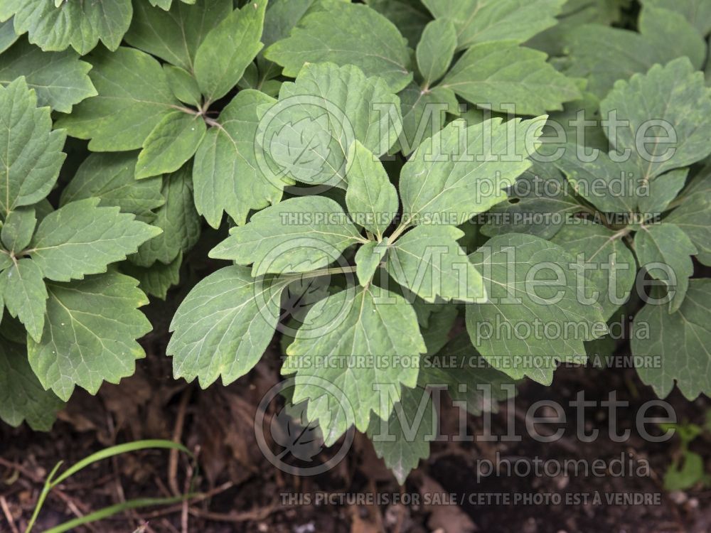 Pachysandra procumbens (Spurge) 2 