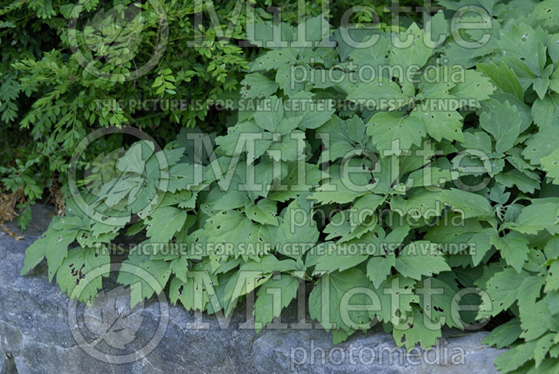 Pachysandra procumbens (Spurge) 1 