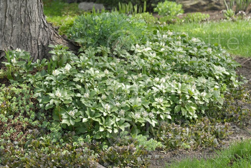 Pachysandra terminalis (Spurge) 2 