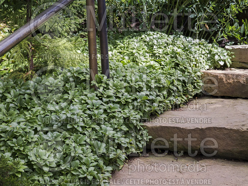 Pachysandra Green Carpet (Spurge) 1 