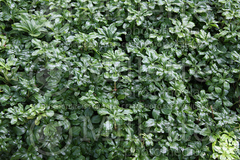 Pachysandra Green Sheen (Spurge) 1 