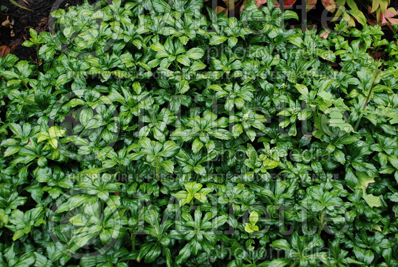 Pachysandra Green Sheen (Spurge) 2 