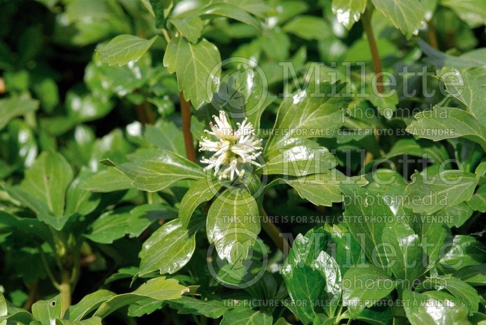 Pachysandra terminalis (Spurge) 3 