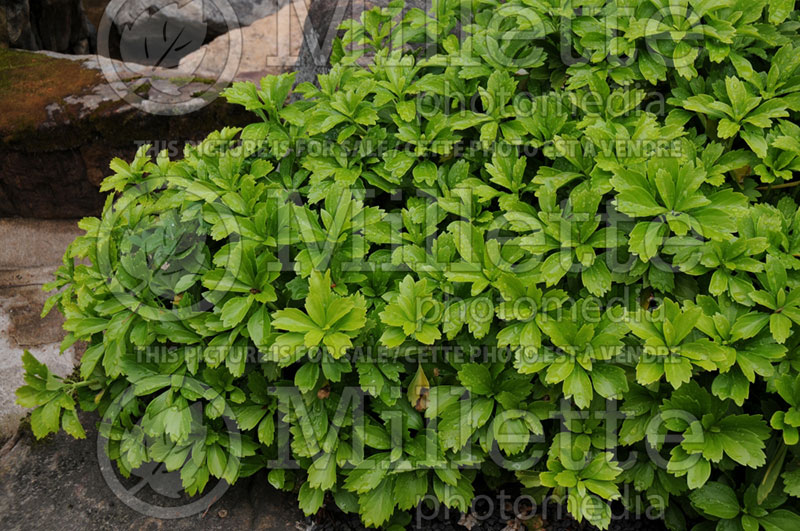 Pachysandra terminalis (Spurge) 7 