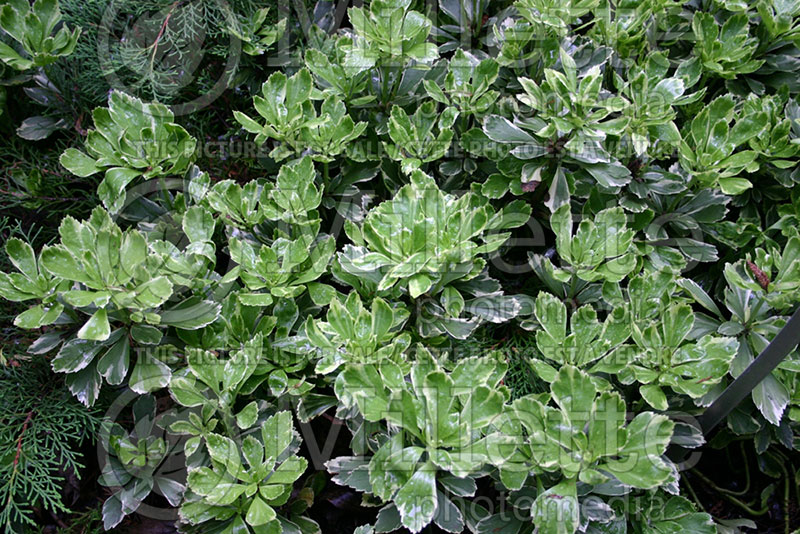 Pachysandra Variegata (Spurge) 1 