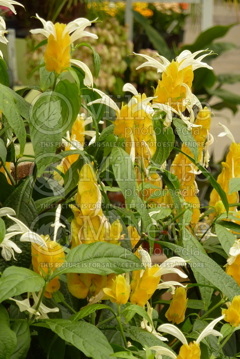 Pachystachys lutea (Lollipop plant and golden shrimp plant) 1 