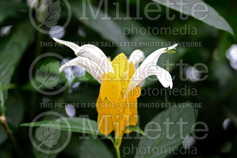 Pachystachys lutea (Lollipop plant and golden shrimp plant) 2 